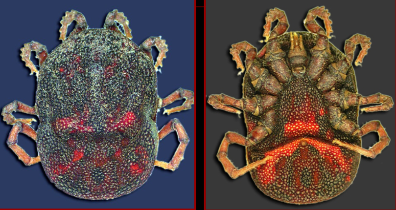 <p>What tick is this?</p>