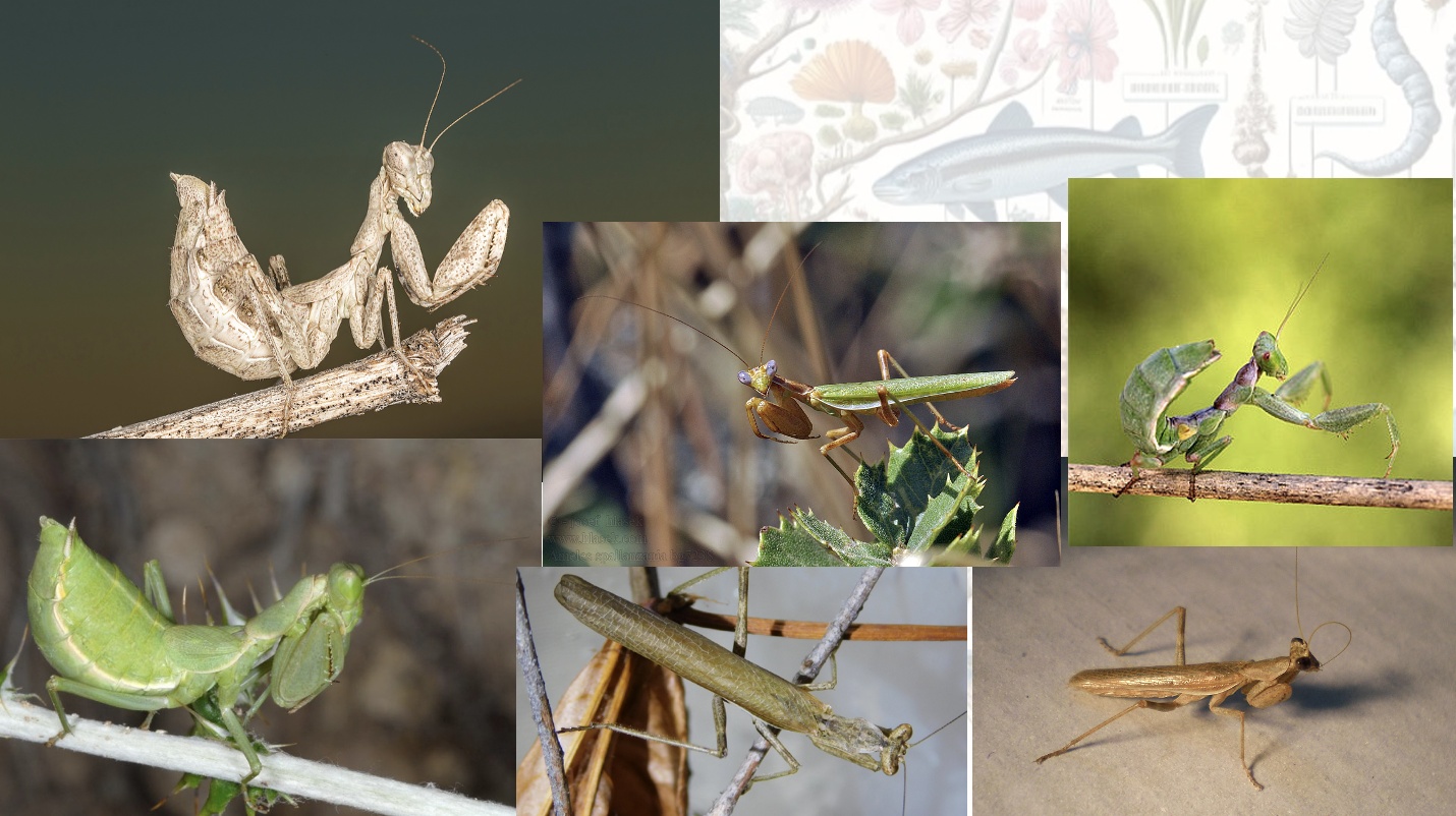 <p>Latin, magyar, védett?</p>