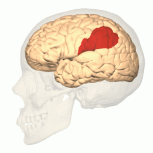 <p>what brodmann area(s)</p>