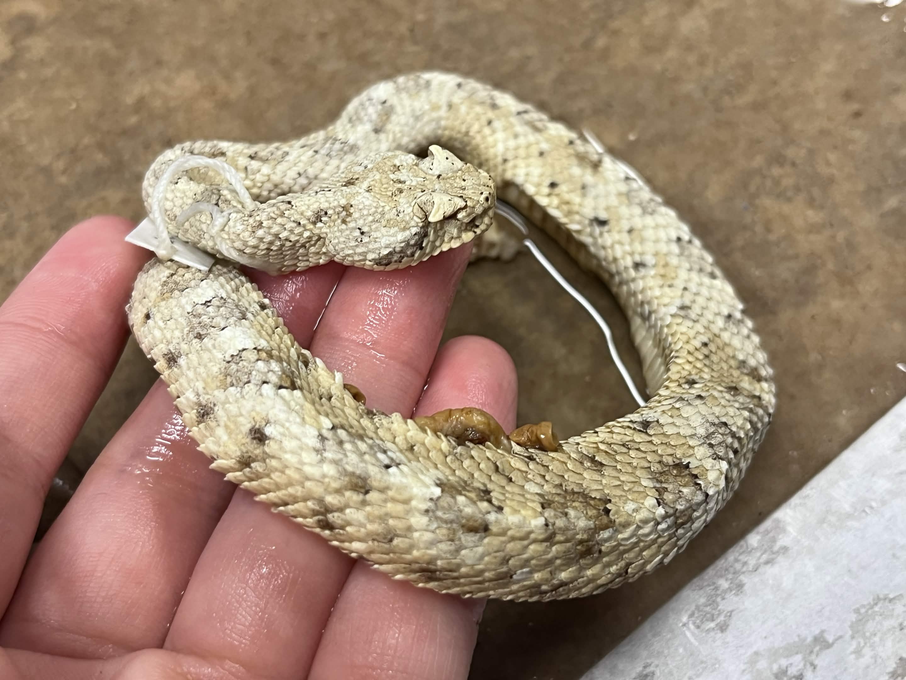 <p>Infraorder + Superfamily + Family + Subfamily + Scientific name?<br>- horn-like above eyes (superocular)<br>- paler<br>- has pits</p>