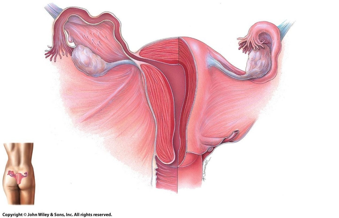 <p>To develop ova (eggs), prepare for fertilization, produce hormones, and carry the fertilized egg through development stages.</p>