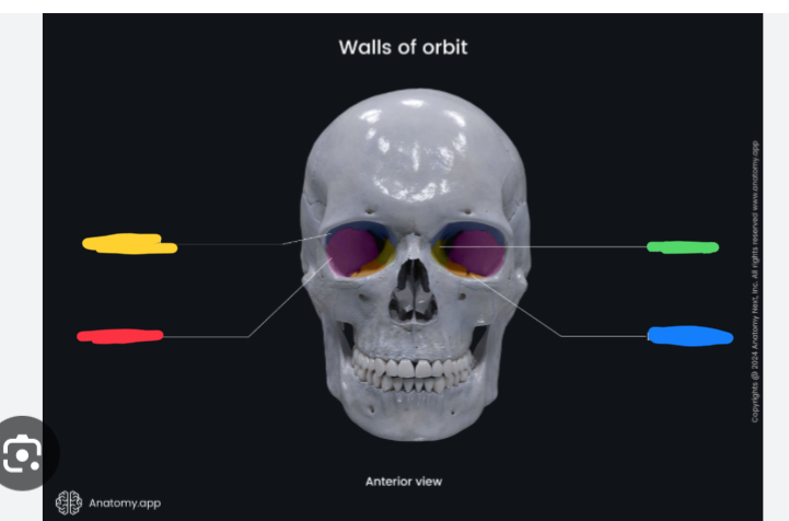 <p>What wall is crossed out in yellow, what bones make it? Any clinical significance?</p>