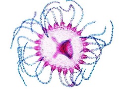 <p>Class: Hydrozoa</p><p>Phylum: Cnidaria</p><p>Asexual Reproduction (polyp form)</p>