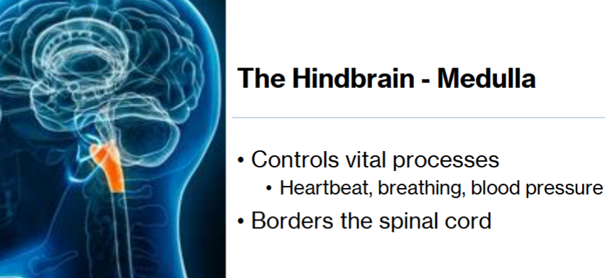 <p>Controls vital processes (heartbeat, breathing, blood pressure), borders the spinal cord </p>