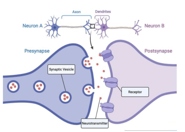 <p>Is between two neurons where neurotransmitters are released for cell communication</p>