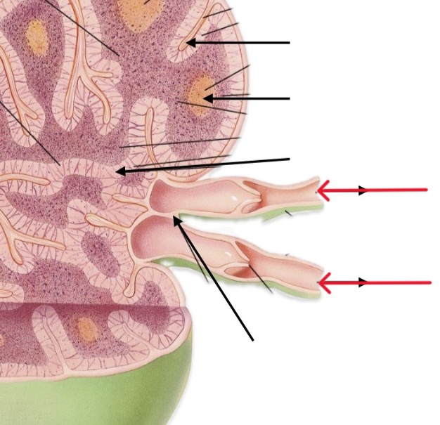 <p>Which part of lymph node:</p><ul><li><p>Vessel that allow exiting</p></li></ul><p></p>