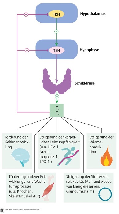 <p><span style="font-family: "Times New Roman"; line-height: normal; font-size: 7pt;"> </span>Hypothalamus (ZNS) registriert Veränderung (Innere Einflüsse: Müdigkeit, Äußerer Einflüsse: Kälte)</p><p class="MsoListParagraphCxSpMiddle"><span>→ </span>releasing-/ Inhibiting Hormon direkt an Hypophyse weitergeleitet</p><p class="MsoListParagraphCxSpMiddle"><span>→ </span> Hypophyse bildet Steuerhormone, die über Blutkreislauf zu peripheren Hormondrüsen transportiert werden</p><p class="MsoListParagraphCxSpLast"><span>→ </span>Hormondrüse bilden Effektohormone die über Blutstrom zu Zellen gelangen</p><p class="MsoListParagraphCxSpLast"></p>