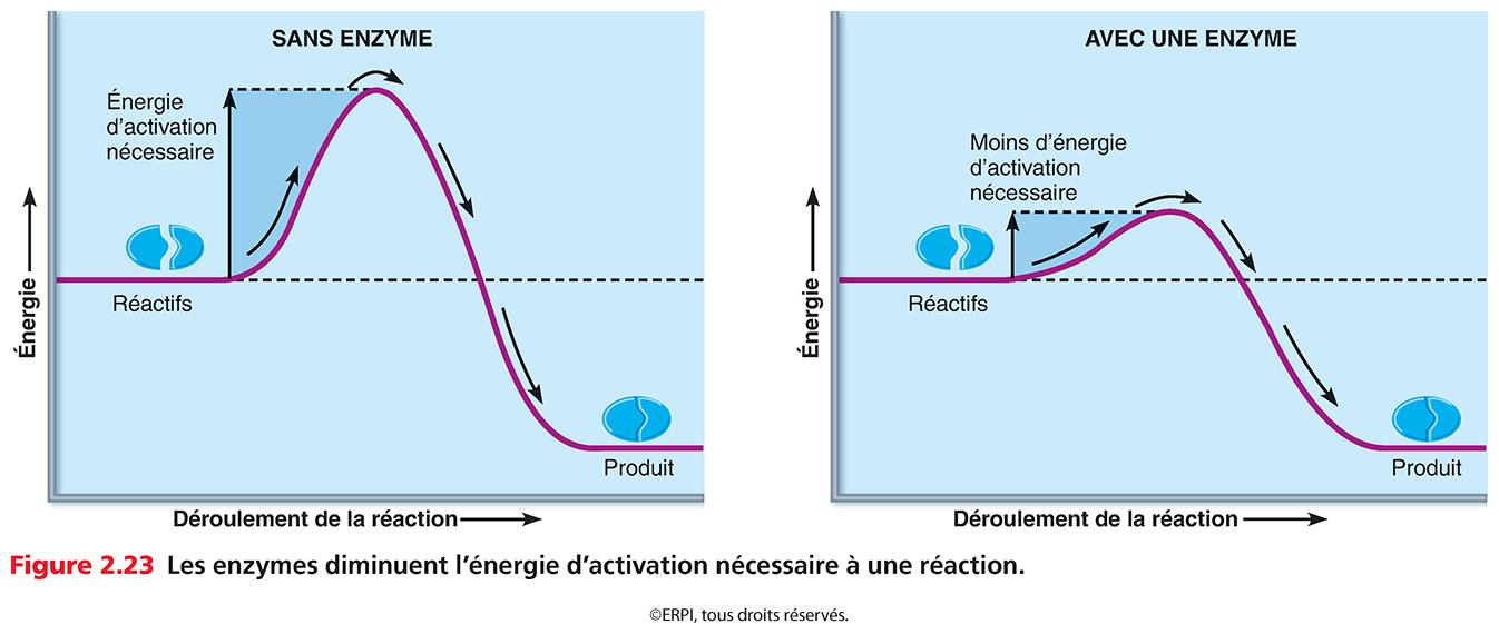 <ul><li><p>Protéines spécialisées qui augmentent la vitesse des réactions chimiques cellulaires en diminuant l'énergie d'activation ($$E_a$$) nécessaire.</p></li><li><p><strong>Mécanisme et propriétés</strong> :</p><ul><li><p>Ne sont pas consommées ni altérées lors des réactions (réutilisables et recyclables).</p></li><li><p>Fonctionnent par ajustement spécifique entre leur site actif et la forme géométrique du substrat</p></li></ul></li></ul><p></p>