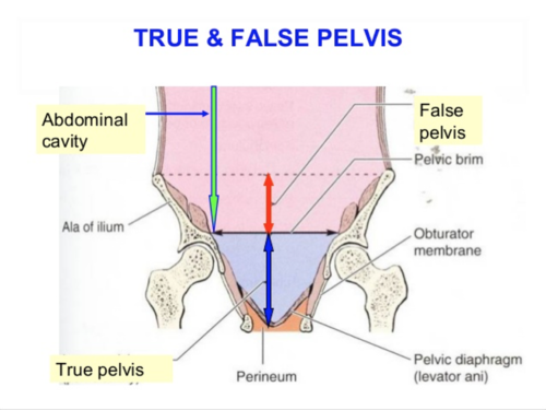 <p>true vs false pelvis separated by — </p>