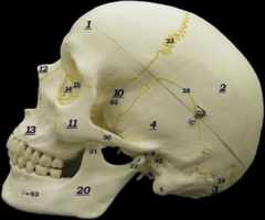 <p>21</p>