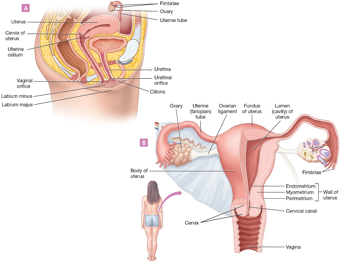 <p>Includes ovaries, Fallopian tubes, uterus, and vagina.</p>