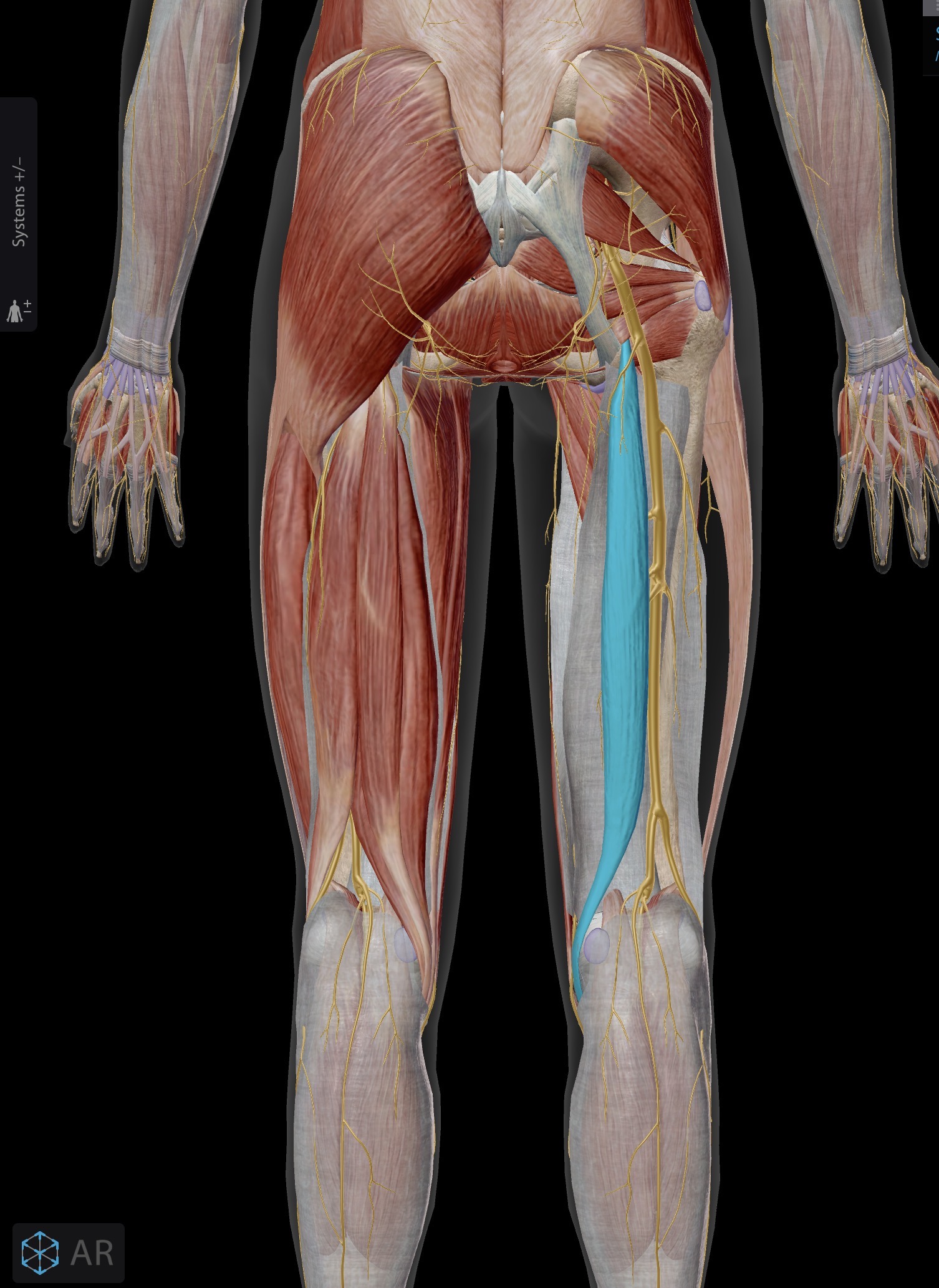 <p>Name the muscle and corresponding letter ( O = origin, I = insertion, A = actions, IN = innervation)</p><p>O</p><p>I</p><p>A</p><p>IN</p>