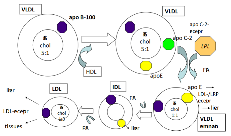 <p><strong>VLDL (Very Low-Density Lipoprotein)</strong>:</p><ol><li><p><strong>Triglyceride synthesis:</strong> Fatty acids + glycerol → TAG in smooth ER</p></li><li><p><strong>Lipoprotein assembly:</strong> TAG + cholesterol + phospholipids + <strong>ApoB-100</strong></p><ul><li><p>ApoB-100 is the structural protein</p></li><li><p>Assisted by <strong>microsomal triglyceride transfer protein (MTP)</strong></p></li></ul></li><li><p><strong>Maturation and secretion:</strong> Nascent VLDL transported through Golgi → mature VLDL → bloodstream</p></li></ol><p><strong>Fate in circulation:</strong></p><ul><li><p>Acquires <strong>ApoC-II</strong> and <strong>ApoE</strong> from HDL</p></li><li><p>LPL hydrolyzes triglycerides → VLDL shrinks → IDL → LDL</p></li></ul><p></p><ul><li><p>APO B-100 instead of APO B-40</p></li><li><p>Ratio 5:1 instead of 10:1</p></li><li><p>VLDL obtains APO C-2 and ratio stays the same</p></li><li><p>Remant: where lipids have been cleaved off</p></li><li><p>There is a recycling of lipids</p></li><li><p>LDL goes back to the liver</p></li><li><p>Cholesterol from the LDL can be used by some cells</p></li></ul><p></p>