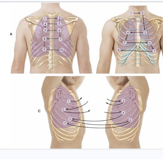 <p><span style="background-color: transparent;">Assessing for Adequate Breathing</span></p>