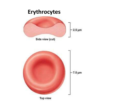 O2 is poorly soluble in water, requires haemoglobin in red blood cells, Hb binds O2 reversibly