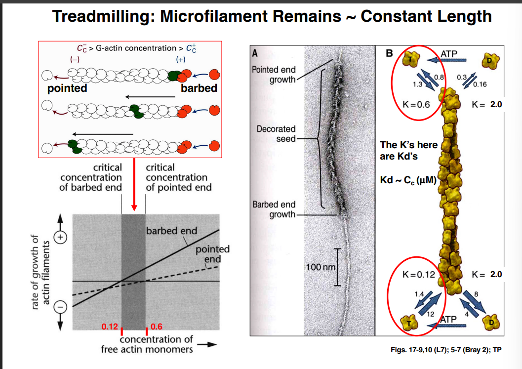 <p><span style="background-color: transparent;"><strong>Microfilament Treadmilling</strong></span></p>