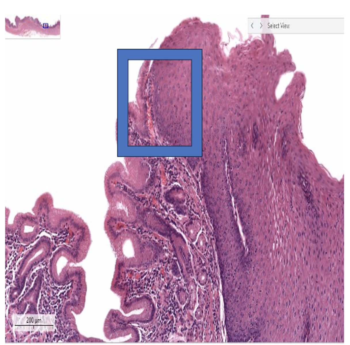 <p>Identify the structure</p>