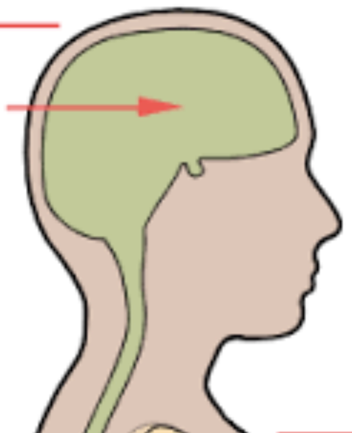 <p>formed by the cranial bones, which houses the brain. </p>
