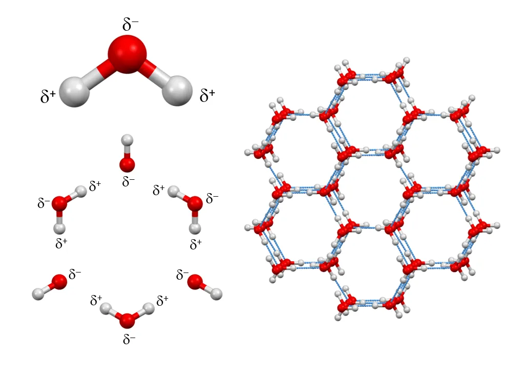 <p>Water molecules form an ordered, open hydrogen-bonded crystalline structure</p>