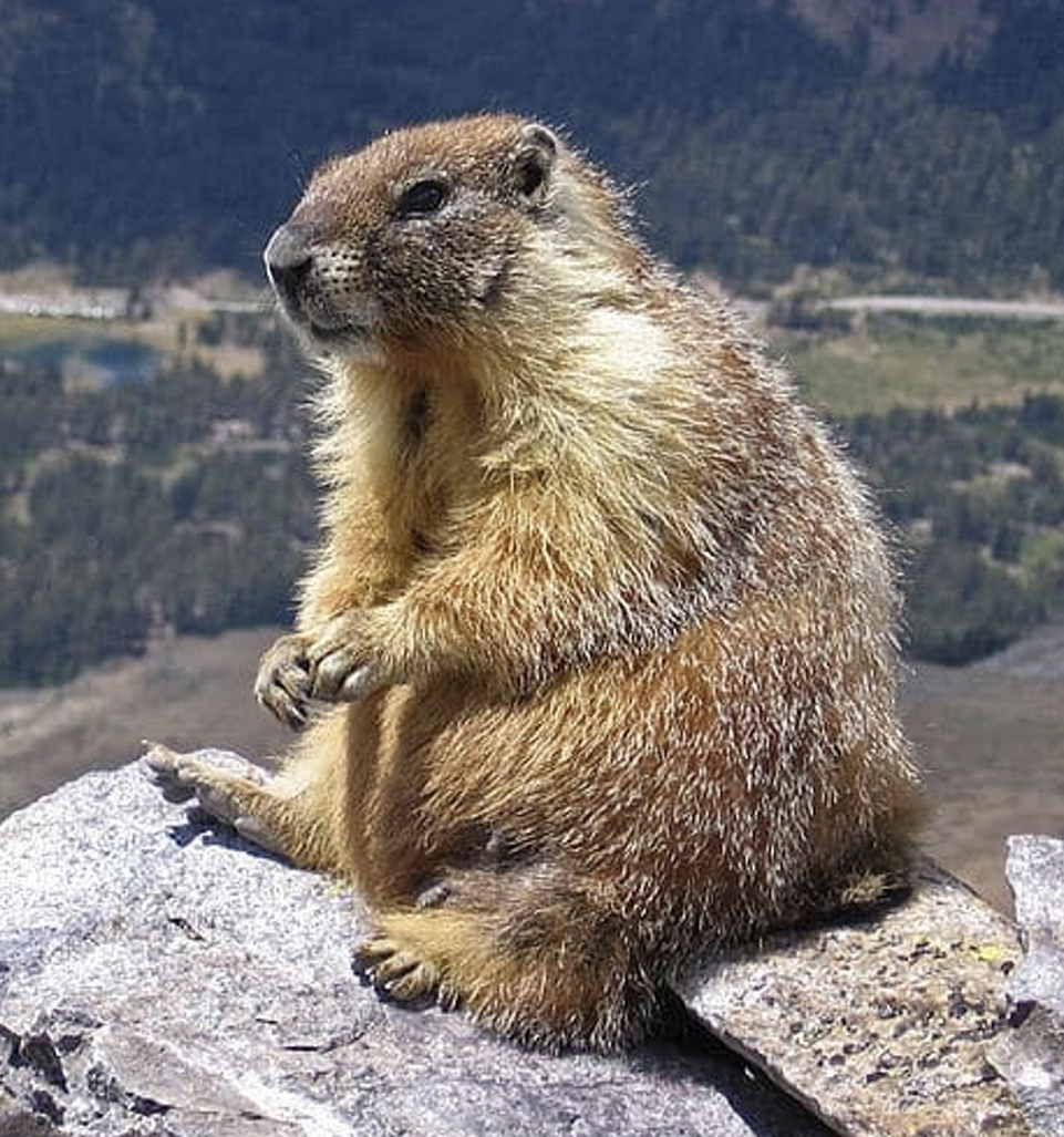 <p>live Yellow-bellied marmot</p>