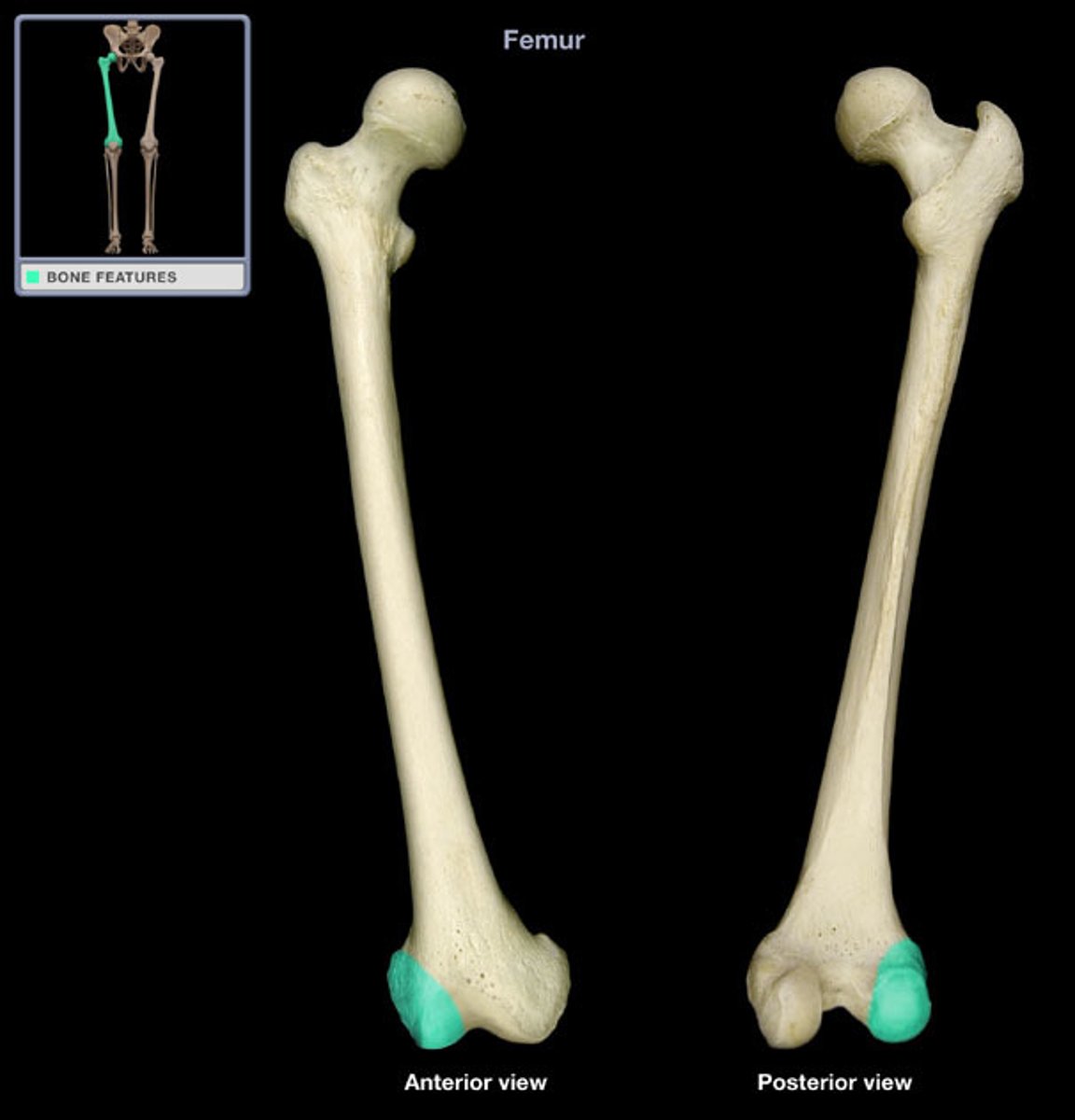 <p>(what bone and bone marking)</p>
