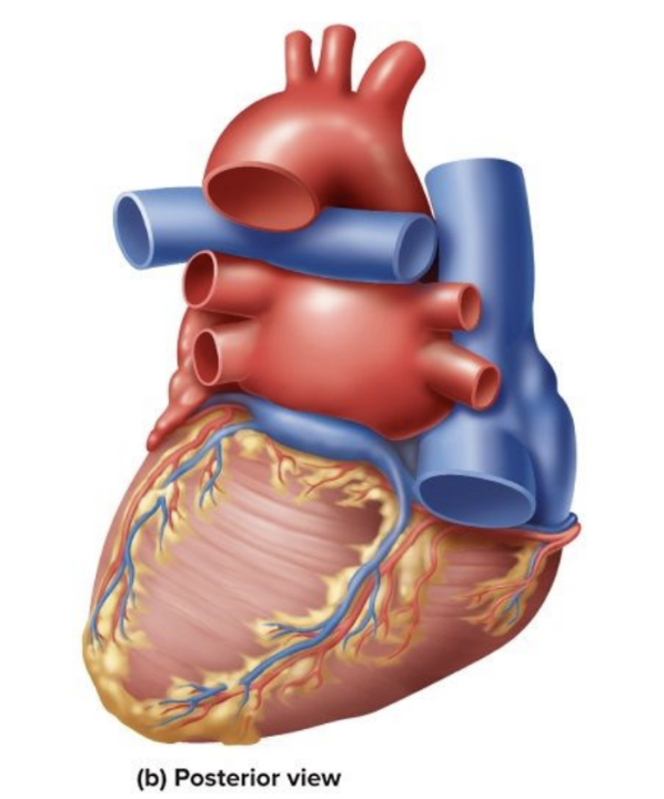 <p>Left Marginal Vein</p>