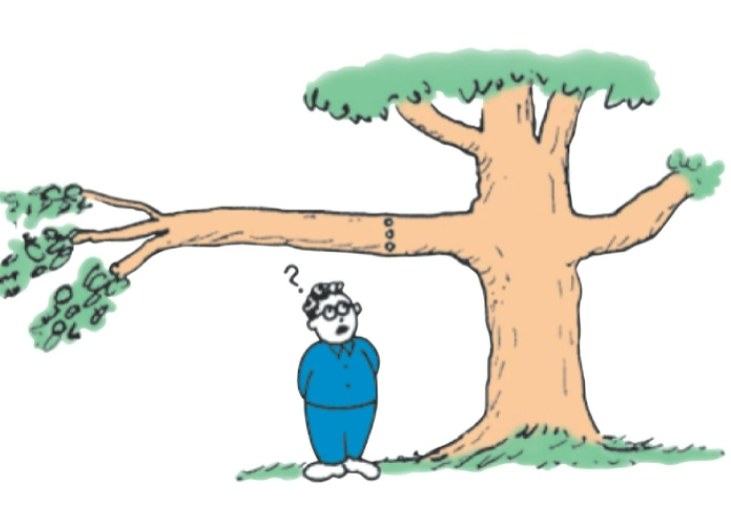 <p>Suppose you drill a hole horizontally through a tree branch as shown. Where will the hole weaken the branch the LEAST?</p><p>A. Near the top</p><p>B. Near the bottom</p><p>C. Near the middle</p><p>D. It does not matter</p>