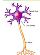 <p>Many dendrites, Single axon and Most common type</p>