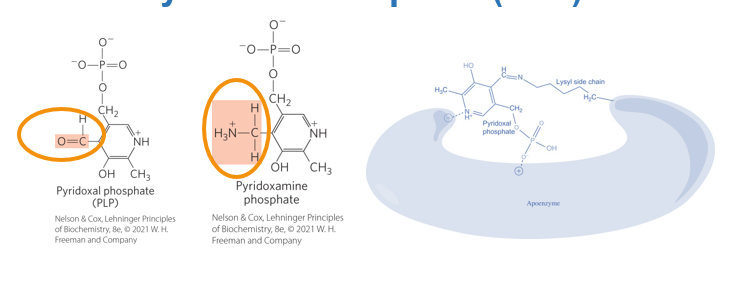 <p>What does the transamination process critically depend on</p>