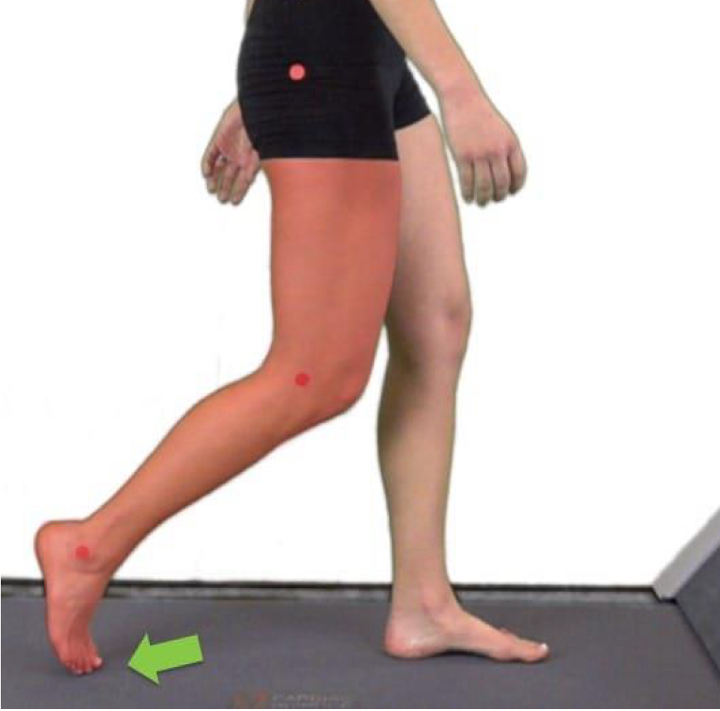 <p>begins with contralateral limb foot contact and ends with ipsilateral toe off</p>