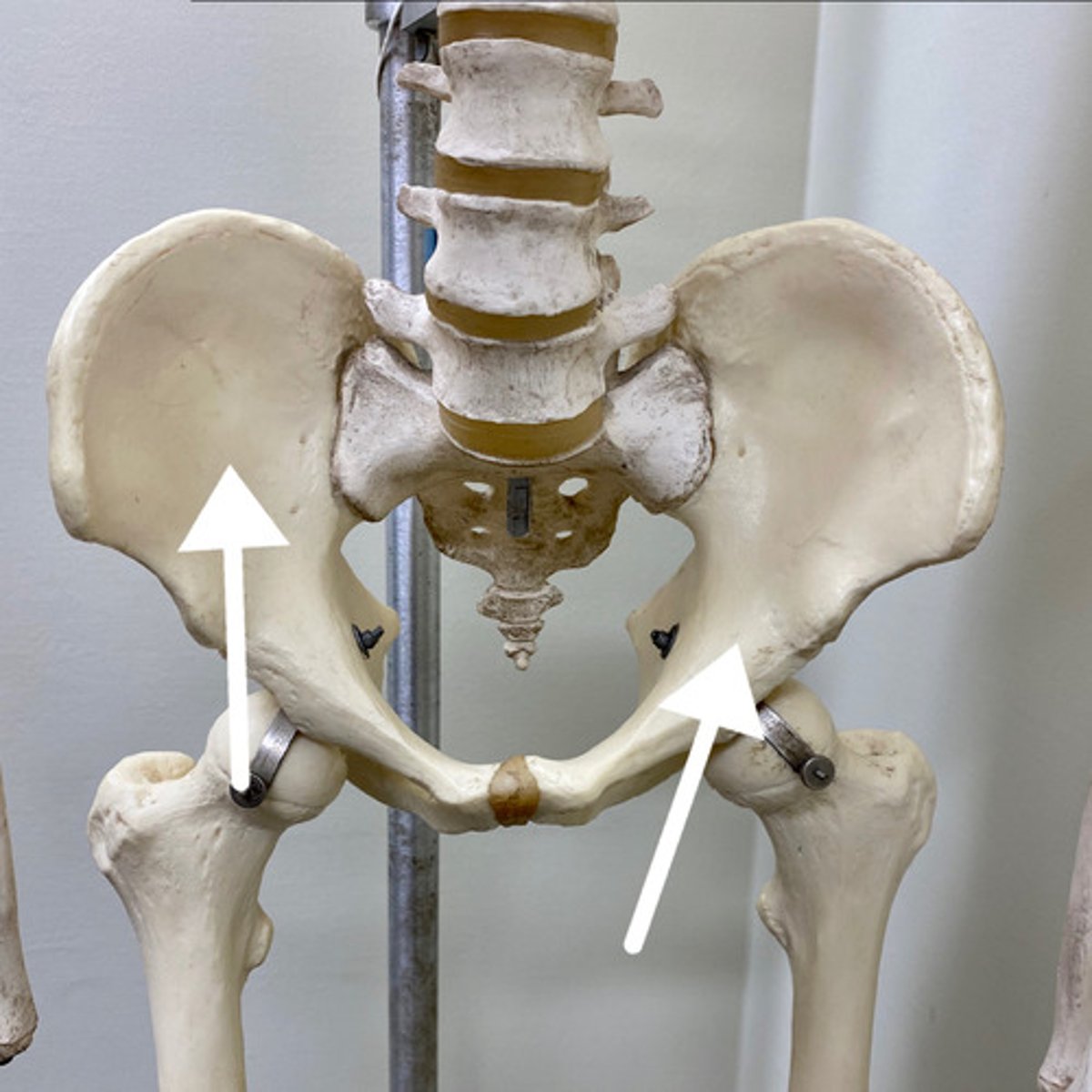 <p>What are these bones?</p>