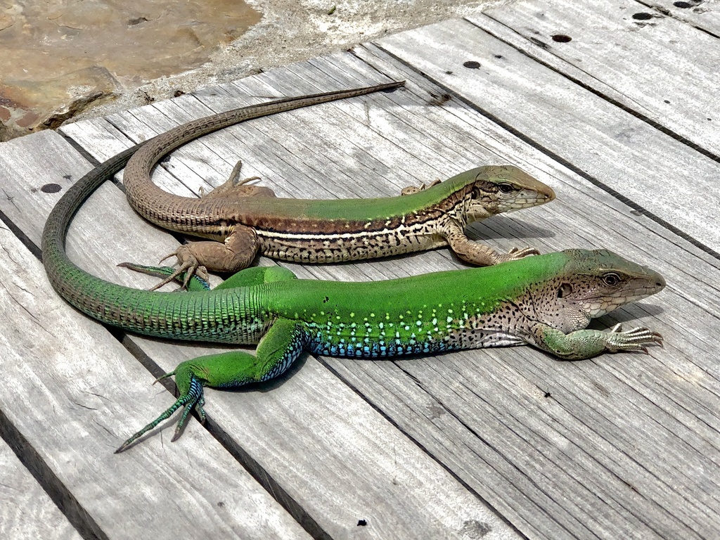 <p>Ameiva ameiva</p><ul><li><p>Family Teiidae </p></li><li><p>Suborder Lacertilia (Sauria)</p></li><li><p>Order Squamata</p></li><li><p>Subclass Lepidosauria</p></li></ul><p></p>