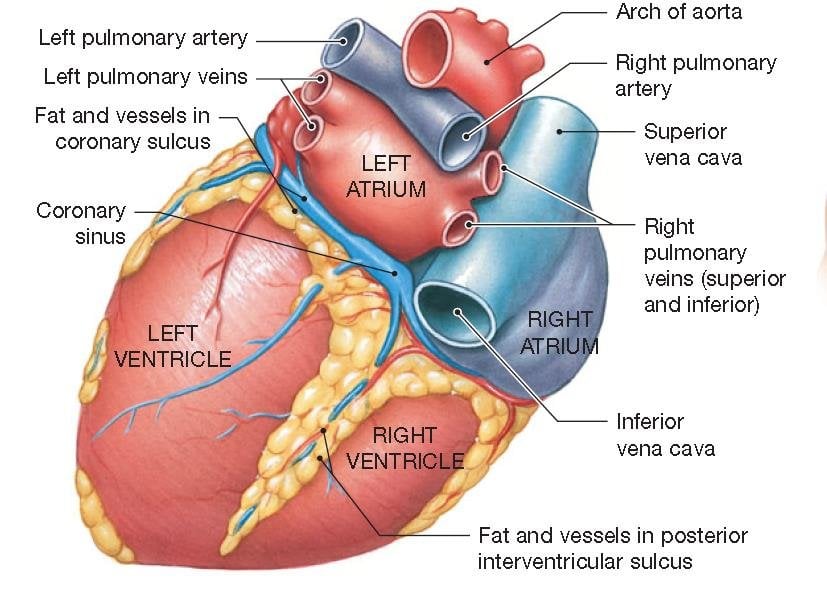 <ul><li><p>receiving chambers for blood returning to the heart by way of great veins </p></li><li><p>most of the mass is on the posterior side of the heart, only small amount is visible from the anterior view </p></li><li><p>Has earlike flap called auricle, slightly increase its volume </p></li><li><p>Thin flaccid walls corresponding to their light workload</p></li><li><p>Their job is to pump blood into ventricles below </p></li><li><p>Separated from each other by a wall called the interartrial septum</p></li><li><p>Both atrium, and both auricles have internal ridges of myocardium called pectinate mucles </p></li></ul><p></p>