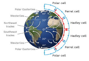 <p>Hadley, ferrel, polar. Hadley is closest to the equator</p><p>Between Hadley cells is the ICTZ</p><p>The ICTZ shifts north in the summer and south in the winter</p>