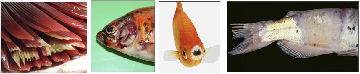 <p>What bacteria is responsible for the signs in the following fish?</p>