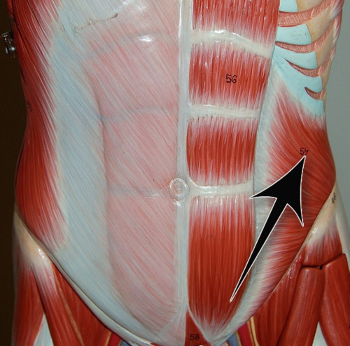 <p>Action - Compresses abdomen; laterally flexes and rotates vertebral column</p>