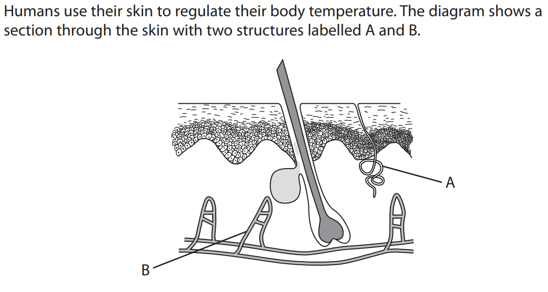 <ul><li><p>M1 A = sweat gland</p></li><li><p>M2 B = capillaries</p></li></ul><p></p>
