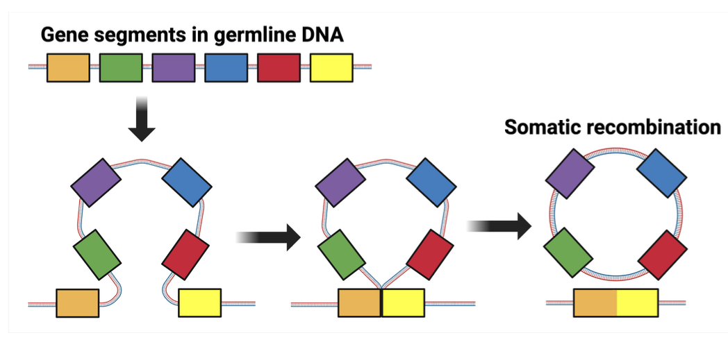 <p>The process by which gene segments in germline DNA are rearranged to generate unique antigen receptor genes.</p>