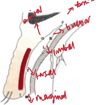 <p>orbital</p><p>limbal</p><p>bulbar</p><p>tarsal</p><p>marginal</p>