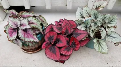 <p>Planta </p>