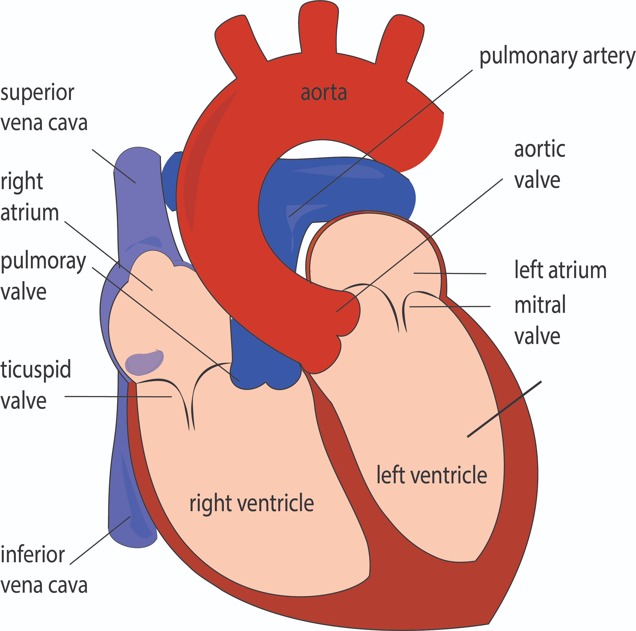 <p>Answer: Left ventricle → ascending aorta → aortic arch → descending thoracic aorta.</p><p>Extra Information:</p><ul><li><p>The arch begins and ends around the T4/T5 sternal-angle level.</p></li><li><p>The descending thoracic aorta eventually passes through the diaphragm.</p></li></ul><p></p>