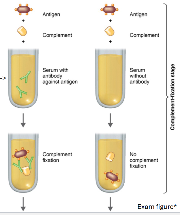 <p>This stage lets us know if there are any complements available.</p><p>Note in the positive test (Left), complements are fixed to the immune complex*</p><p><strong>Positive</strong>: antibodies is in the serum → bind to antigen → form an immune complex → recruit complement proteins</p><p><strong>Negative</strong>: no antibodies in serum→ no bind to antigen → no form an immune complex, complement proteins available to destroy still</p><p></p>