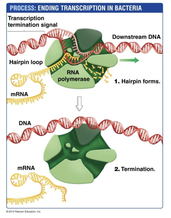 <p>8)Transtion ends when transcriotion-terminal signal is reached</p><p>9) mRNA folds on itself = hairpin</p><p>10) mRNA detach from polymerase</p>