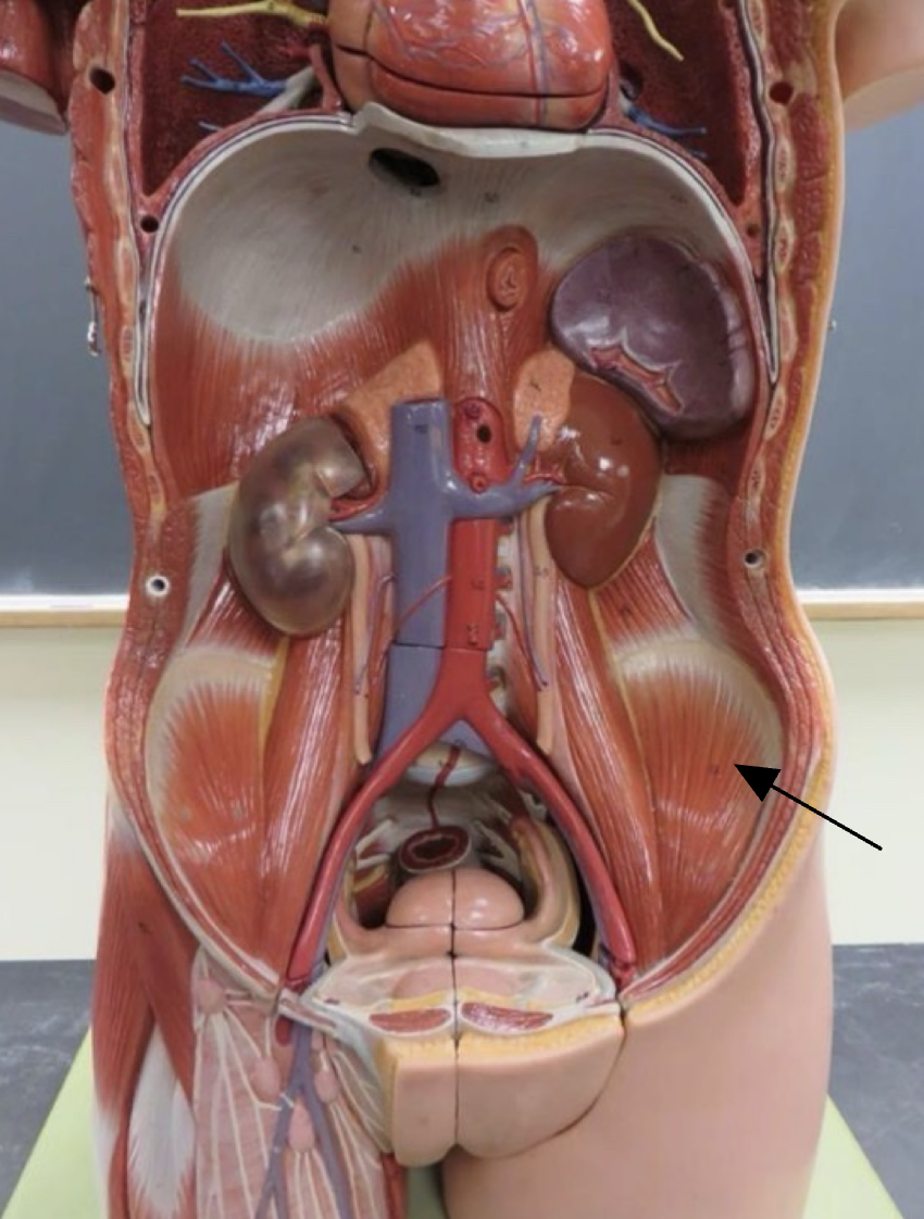 <p>Muscular system </p>