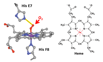 <p>How many coordination bonds does the Fe(II) in heme form, and what are they?</p>