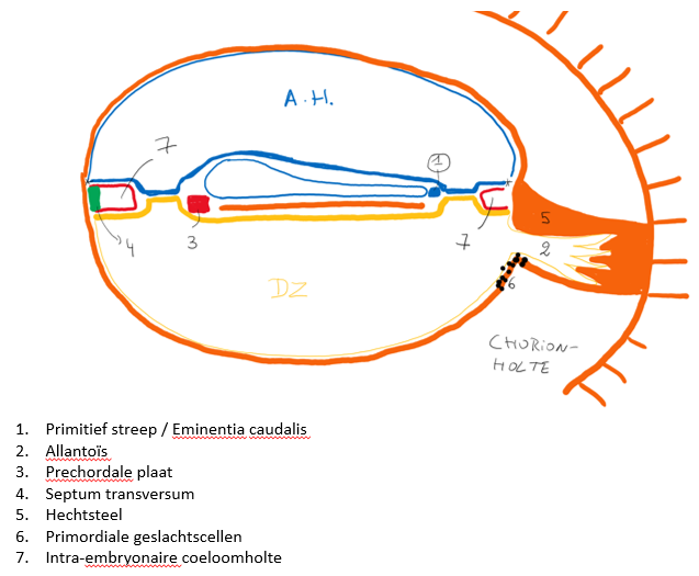 <p><span>Op volgende tekening zullen we het embryo over 90° plooien</span></p>