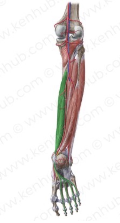 <p>Origin: posterior surface of the tibia</p><p>Insertion: distal phalanx of the second through fifth toes</p><p>Action: plantar flexes and inverts the foot, flexes the toes</p><p>Nerve root: tibial (L5, S1)</p>