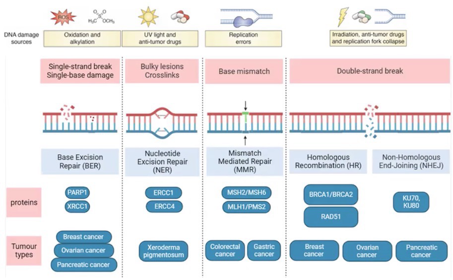 <p>NOT the same as mutations; DNA damage can be fixed, not mutations</p><p>Abnormal chemical structure of DNA; Can be spontaneous, Often caused by environmental factors; Can result in <strong>mutations</strong></p><p>Very common; our cells are exposed to 70k DNA damage events per day; less than 1 in 1k become mutations; Single-strand breaks and depurination is the most common type</p><p>Cancer is the result of an accumulation of mutations</p>