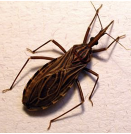 <p><span>What role, if any, did these bugs play in the deceased dog's health condition?&nbsp;</span></p>