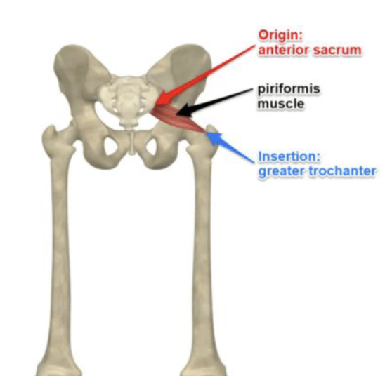 <p>Origin: Anterior sacrum</p><p>Insertion: Greater Trochanter</p><p>Action: Hip External Rotation</p><p>Innervation: L5, S1, S2</p>